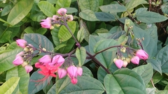 Clerodendrum thomsoniae