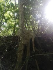 Ficus goldmanii