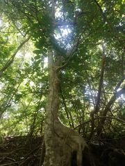 Ficus goldmanii