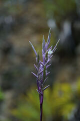 Tillandsia straminea