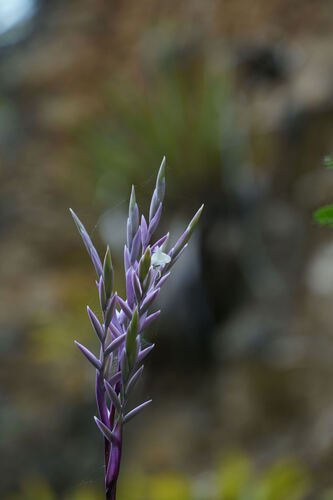Tillandsia straminea, photograph 1