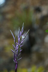 Tillandsia straminea, photograph Connor Connolly-Moyls, CC BY, iNaturalist via GBIF