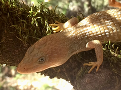 Texas Alligator Lizard photo 5