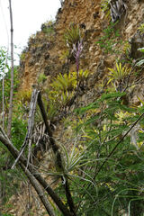 Tillandsia straminea, photograph Connor Connolly-Moyls, CC BY, iNaturalist via GBIF