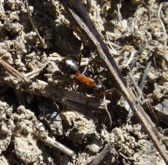 Formica exsecta