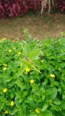 Orthacridini