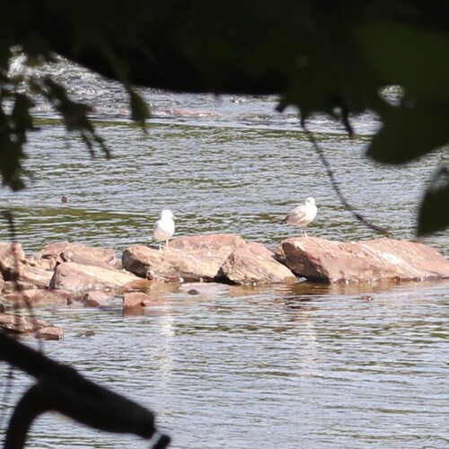 Ring-billed Gull photographed in Connecticut