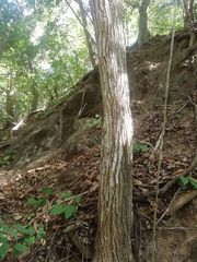 Dalbergia granadillo