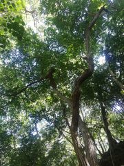 Dalbergia granadillo