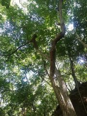 Dalbergia granadillo