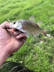 Morone chrysops × saxatilis