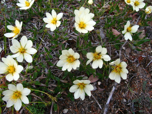 Entireleaf Mountain-Avens