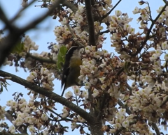 Coereba flaveola caboti