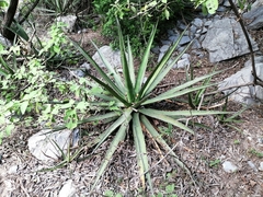 Agave difformis
