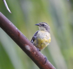 Coereba flaveola caboti