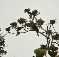 Ducula cuprea
