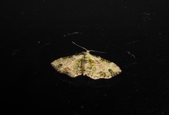 Chloroclystis sphragitis