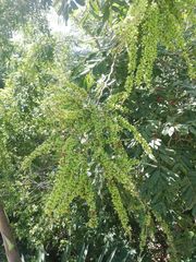 Apoplanesia paniculata