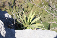 Agave angustiarum