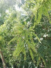 Apoplanesia paniculata