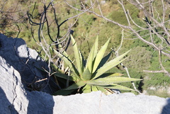 Agave angustiarum