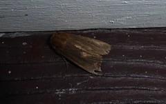 Bityla defigurata