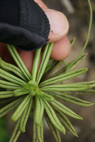 Peperomia ferreyrae, photograph 1