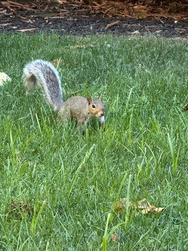 Eastern Gray Squirrel