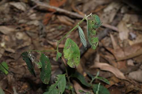 Crotalaria mitchellii, photograph 4