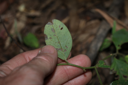 Crotalaria mitchellii, photograph 5