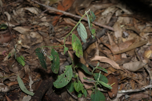 Crotalaria mitchellii, photograph 6