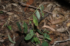 Crotalaria mitchellii, photograph (c) Greg Tasney, some rights reserved (CC BY-SA)
