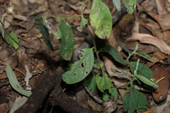 Crotalaria mitchellii, photograph (c) Greg Tasney, some rights reserved (CC BY-SA)