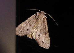 Ichneutica averilla