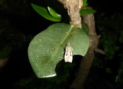 Scoparia rotuella
