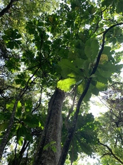 Anthocleista grandiflora