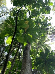Anthocleista grandiflora
