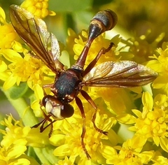 Physocephala marginata