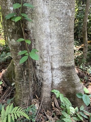 Anthocleista grandiflora