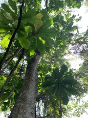 Anthocleista grandiflora