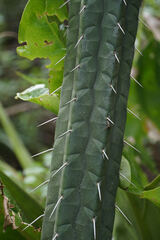 Rauhocereus riosaniensis