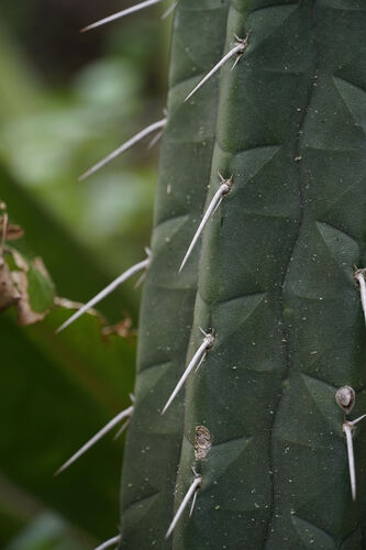 Rauhocereus riosaniensis, photograph 2