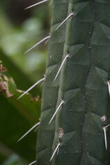 (c) Connor Connolly-Moyls, some rights reserved (CC BY) Rauhocereus riosaniensis, photograph (c) Connor Connolly-Moyls, some rights reserved (CC BY)
