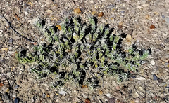 Grusonia aggeria
