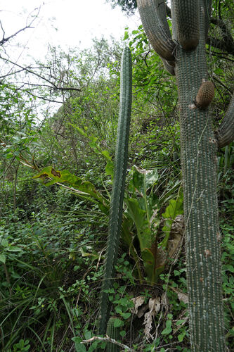 Rauhocereus riosaniensis, photograph 3