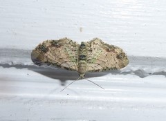 Chloroclystis sphragitis