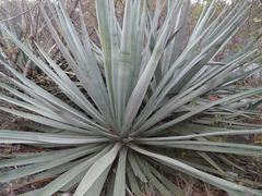 Agave tequilana