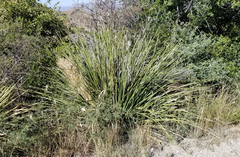 Nolina erumpens