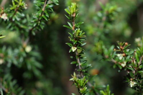 Micrantheum ericoides (Micrantheum ericoides)