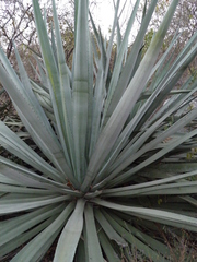 Agave tequilana
